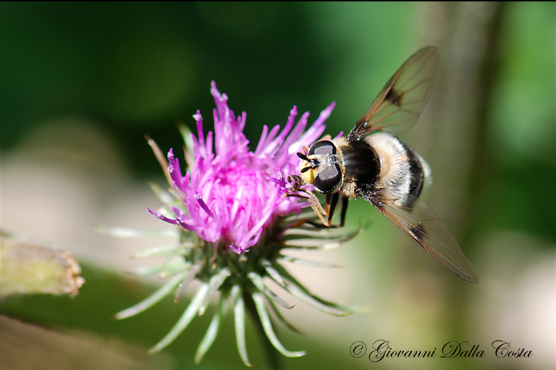 mosca bianco-marrone da identificare